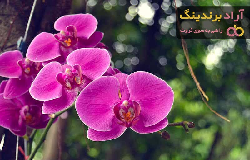 معرفی انواع گل ارکیده + قیمت خرید روز