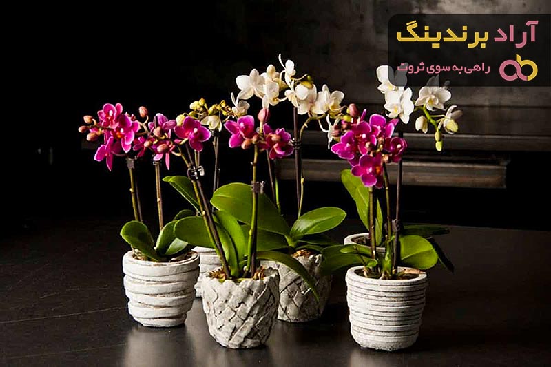مقایسه قیمت خرید انواع گل ارکیده در دی ۱۴۰۱
