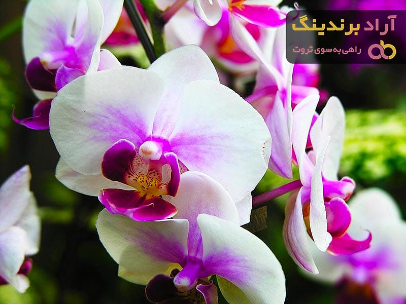 خرید و قیمت روز گل ارکیده قرمز