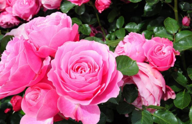 خرید گل رز صورتی هلندی با قیمت استثنایی در بازار