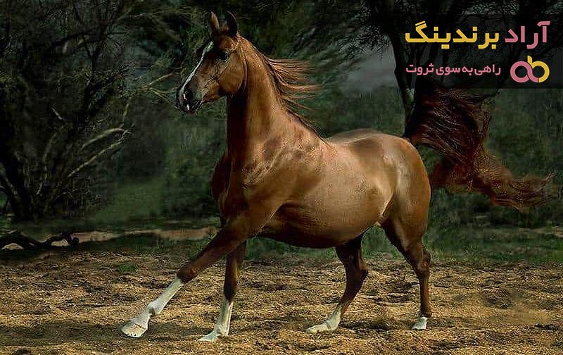 معرفی اسب کرد جاف + بهترین قیمت خرید