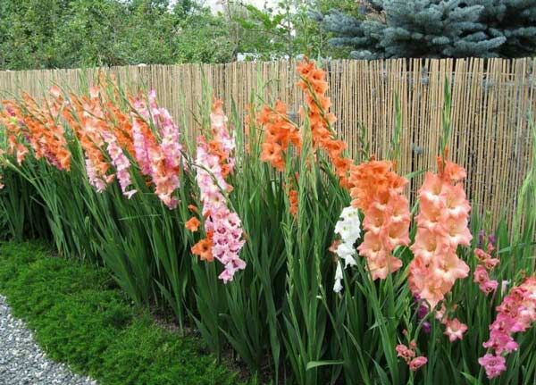 گل گلایول | فروشندگان قیمت مناسب گل گلایول