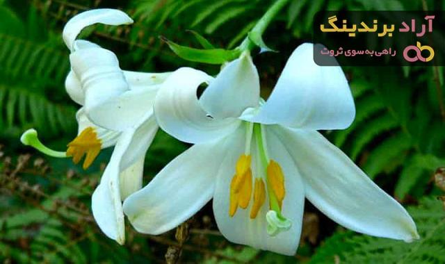 خرید و قیمت روز گل لیلیوم سفید