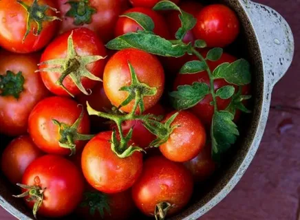 خرید و قیمت انواع گوجه فرنگی رنگی