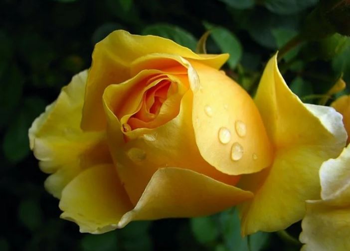 خرید و قیمت گل رز زرد طبیعی عمده و جزئی