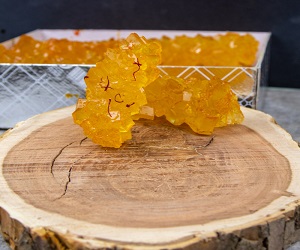 معرفی انواع نبات چوبی  + قیمت خرید روز