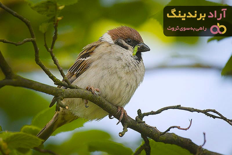 خرید انواع گنجشک رنگارنگ با بهترین قیمت