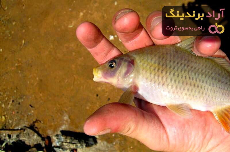 طعمه ماهی کپور؛ تایگرناتس بهترین طعمه برای صید ماهی کپور