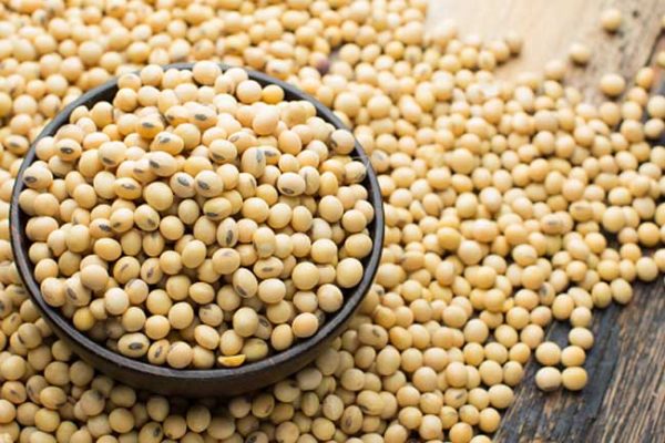 معرفی روغن سویا اصل + بهترین قیمت خرید