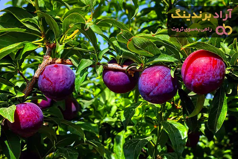 قطره طلا درخت آلو بخارا + بهترین قیمت خرید