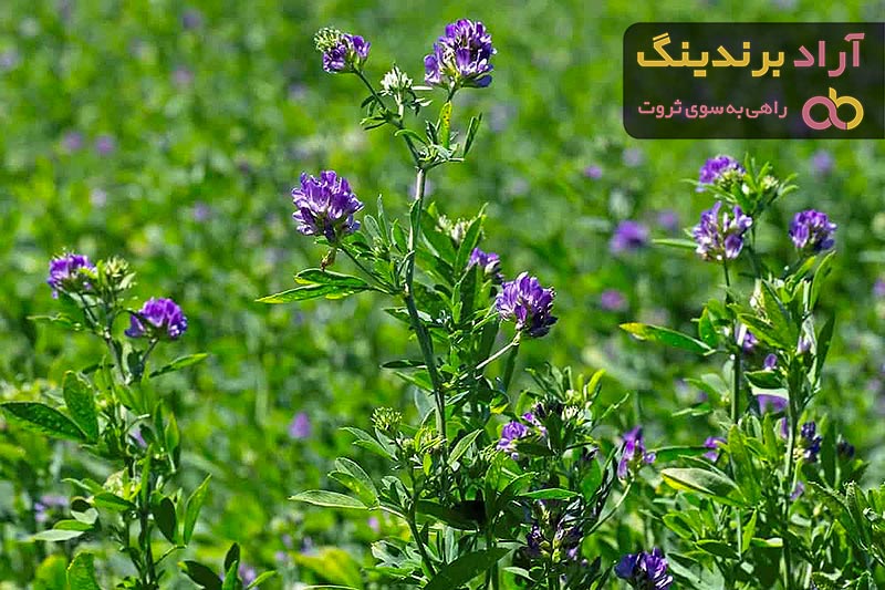 قیمت عرق یونجه + خرید و فروش عرق یونجه باکیفیت عمده