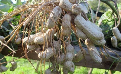 قیمت بادام زمینی + پخش تولیدی کارخانه