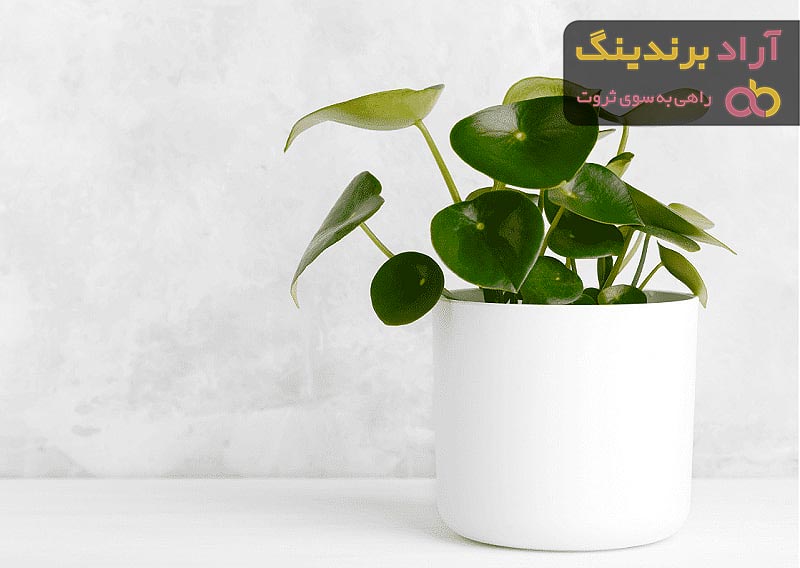 بهترین گلدان لاکچری کدام است؟ + مقایسه کامل | قیمت عالی