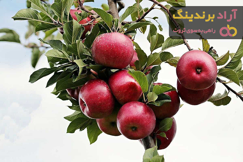 سیب درختی چه خواصی دارد؟ + قیمت خرید