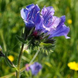 خرید انواع بوته گل گاوزبان وحشی + قیمت