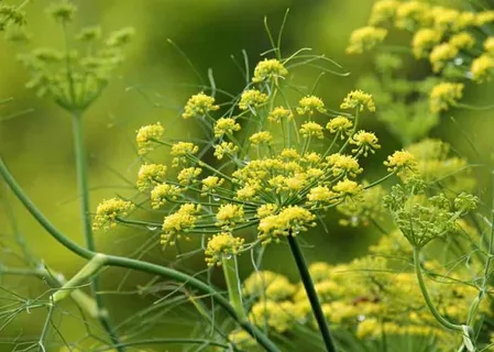 قیمت گیاه آلوئه ورا + خرید و فروش گیاه آلوئه ورا عمده