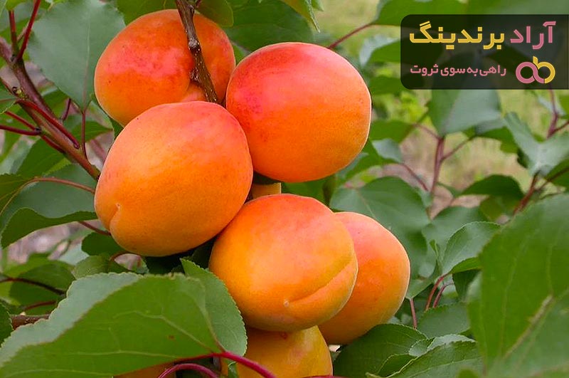 خرید باکیفیت ترین انواع زردآلو با قیمت ارزان