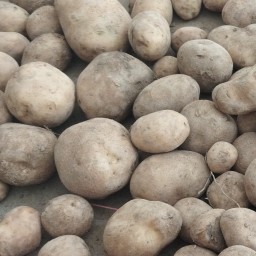 خرید و قیمت روز سیب زمینی شیرین کاشت