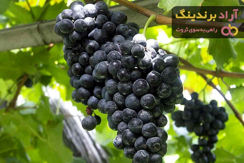 برداشت انگور سیاه سردشت | خرید با قیمت ارزان