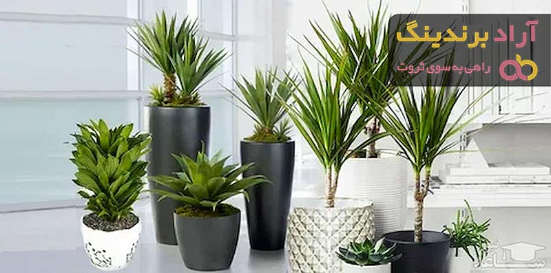 مناسب ترین قیمت گیاهان آپارتمانی کمیاب در دی ۱۴۰۱