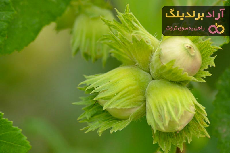 مقایسه قیمت خرید انواع فندوق سبز در دی ۱۴۰۱