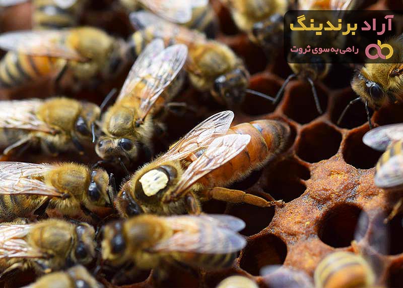 ناگفته هایی از زندگی ملکه زنبورعسل از تولد تا مرگ که نمی دانید