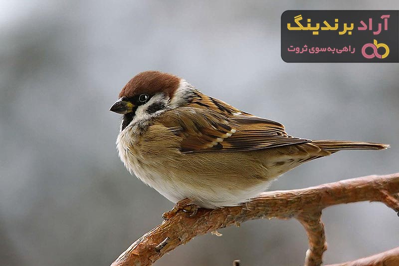 قیمت گنجشک درختی + خرید انواع متنوع گنجشک درختی