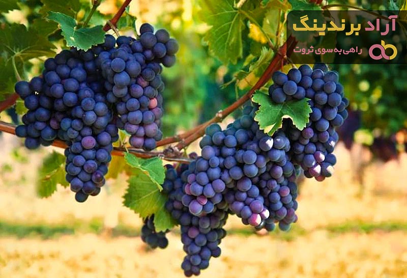 خرید و قیمت نهال انگور سیاه بدون هسته