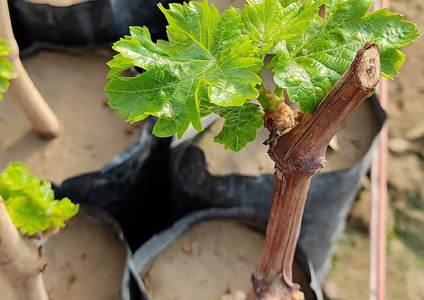 آشنایی با نهال انگور + قیمت استثنایی خرید نهال انگور