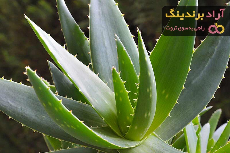قیمت پودر آلوئه ورا کارخانه ای + پخش تولیدی عمده کارخانه