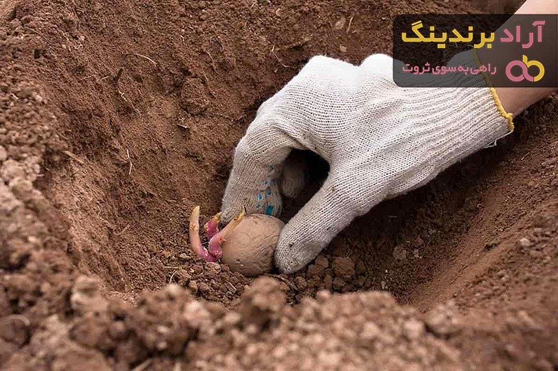 خرید انواع بذر سیب زمینی با بهترین قیمت