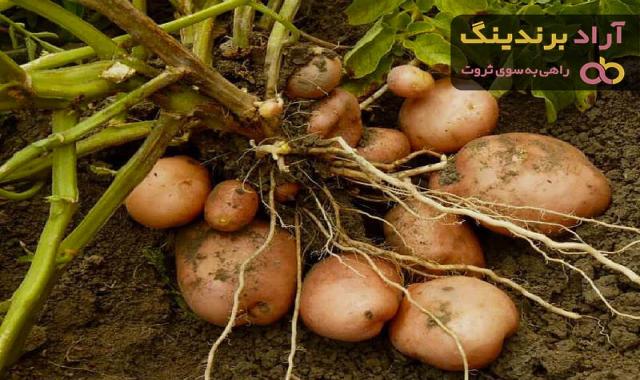 خرید سیب زمینی سوخاری رستورانی + بهترین قیمت