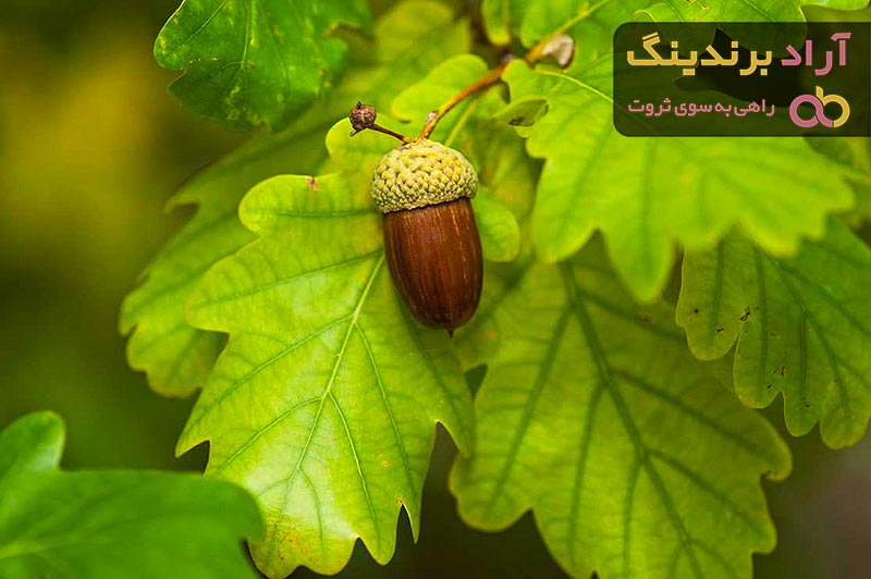 مقایسه قیمت خرید انواع بلوط خوراکی در دی ۱۴۰۱