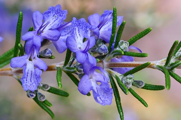 آشنایی با درختچه رزماری + قیمت استثنایی خرید درختچه رزماری