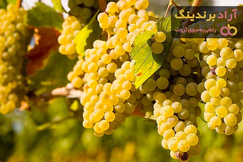 قیمت خرید انگور عسگری کاشمر + تست کیفیت