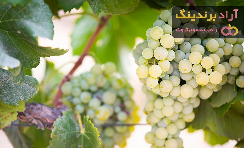 قیمت انگور بی دانه + خرید و فروش انگور بی دانه عمده