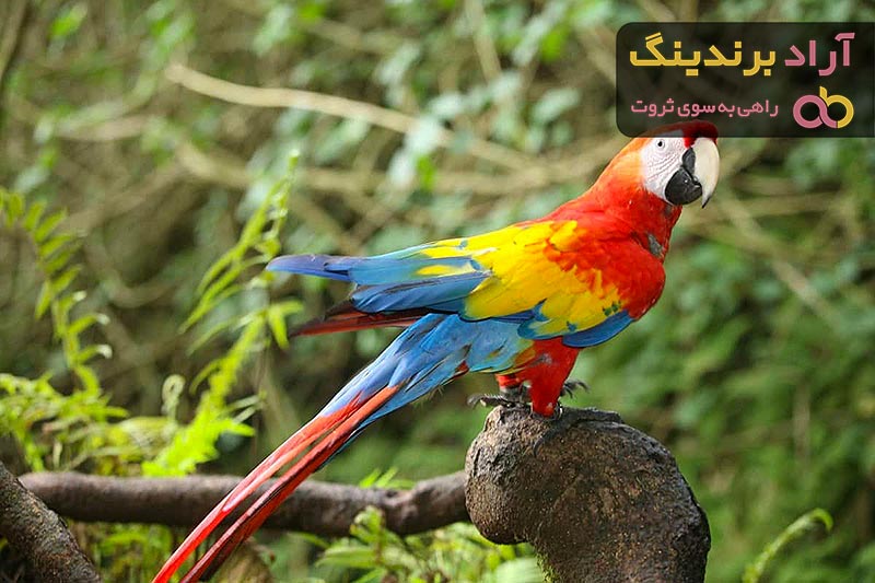 قیمت خرید طوطی ماده برزیلی + عکس