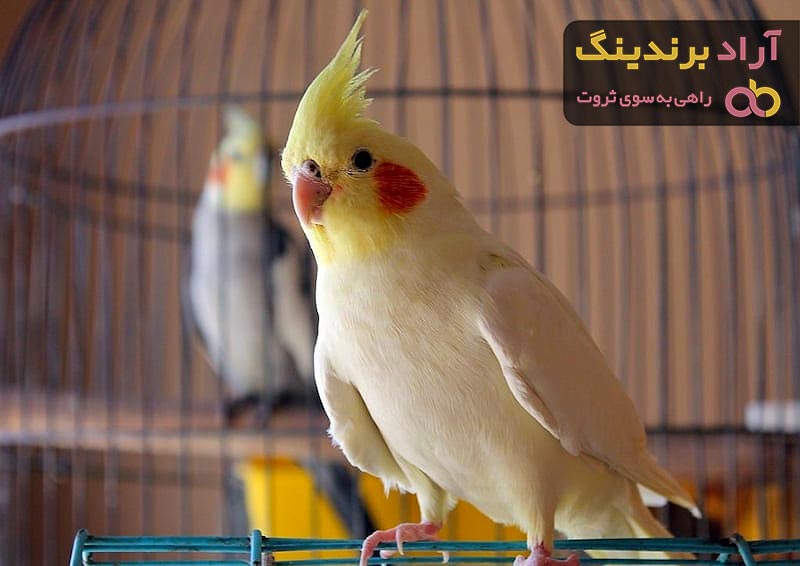 درآمدزایی عالی با پرورش عروس هلندی