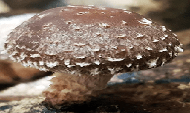 تولید قارچ در منزل | قیمت خرید عمده و تک فروشی