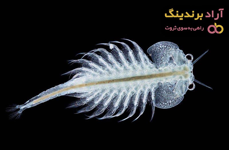 خرید و قیمت روز غذای میگو ارتمیا