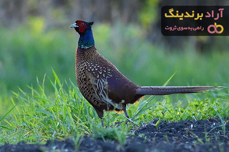 قیمت خرید قرقاول پاکستانی نر + عکس