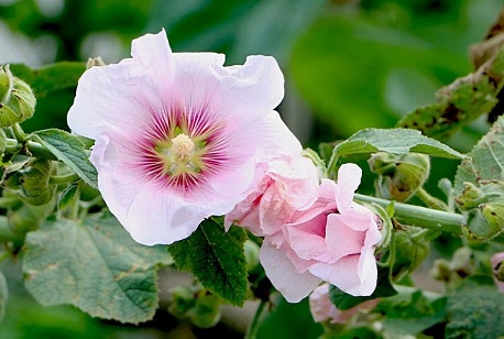 لیست قیمت گل ختمی دی ۱۴۰۱