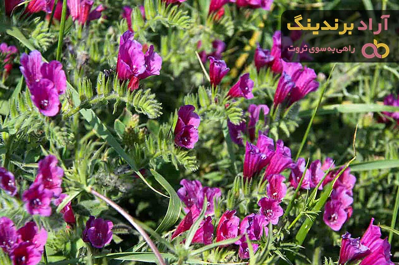 خواص گل گاوزبان برای اعصاب + قیمت خرید