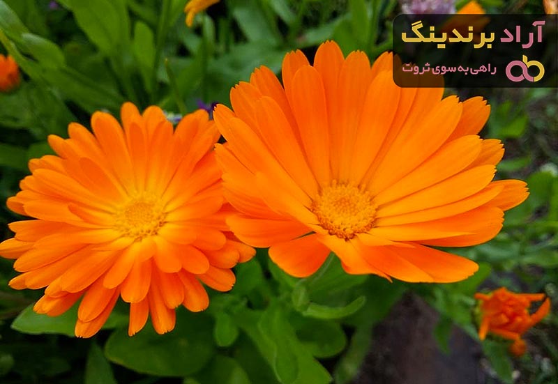 معرفی انواع همیشه بهار + قیمت خرید روز