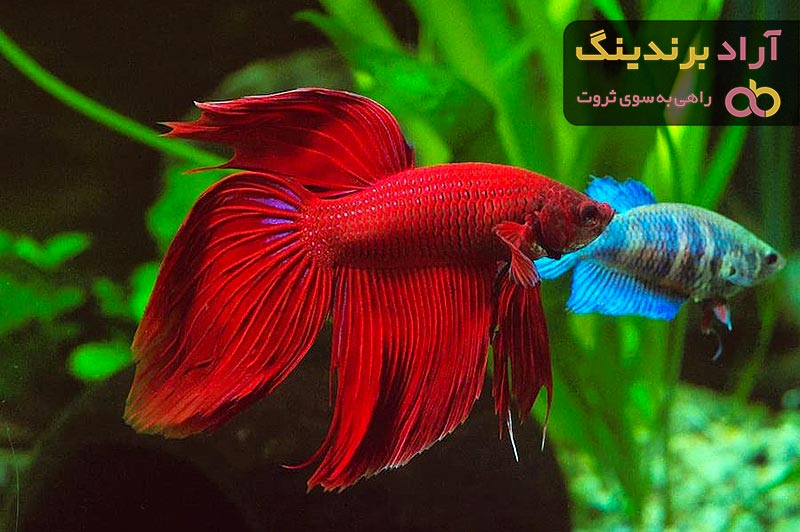 خرید ماهی زینتی + معرفی کارخانه تولید و عرضه پخش