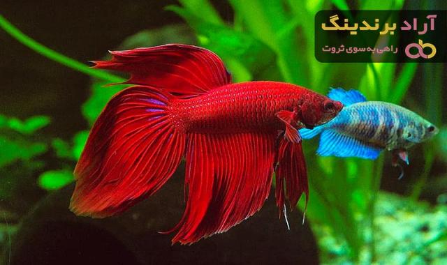 خرید ماهی زینتی + معرفی کارخانه تولید و عرضه پخش