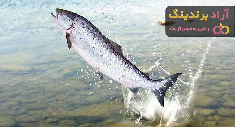 ماهی قزل آلا اسپانیایی نروژی