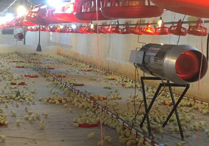 قیمت مشعل مرغداری گازی + پخش تولیدی عمده کارخانه