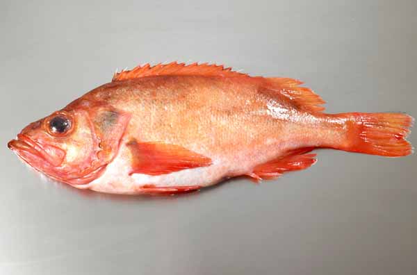 ماهی سرخو 2 سایز (بزرگ، کوچک)