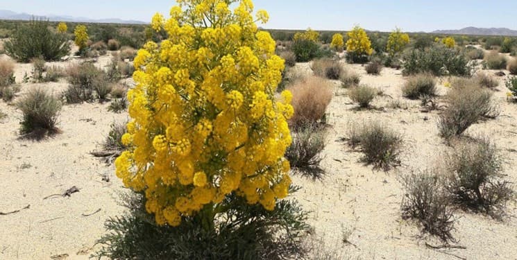 خرید و قیمت گیاهان دارویی کوهی گیلان